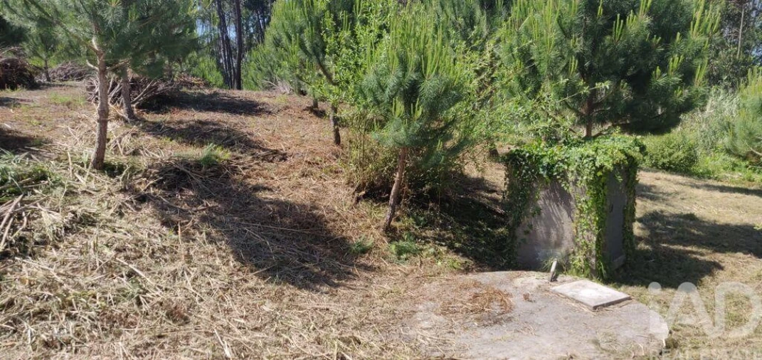 Terreno para Venda em Monte Real e Carvide Foto 4