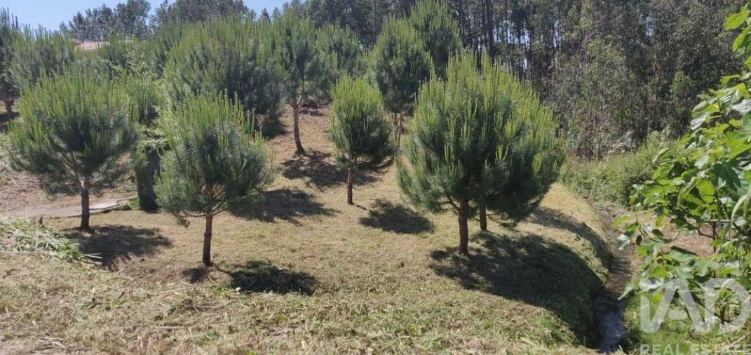 Terreno para Venda em Monte Real e Carvide Foto 2