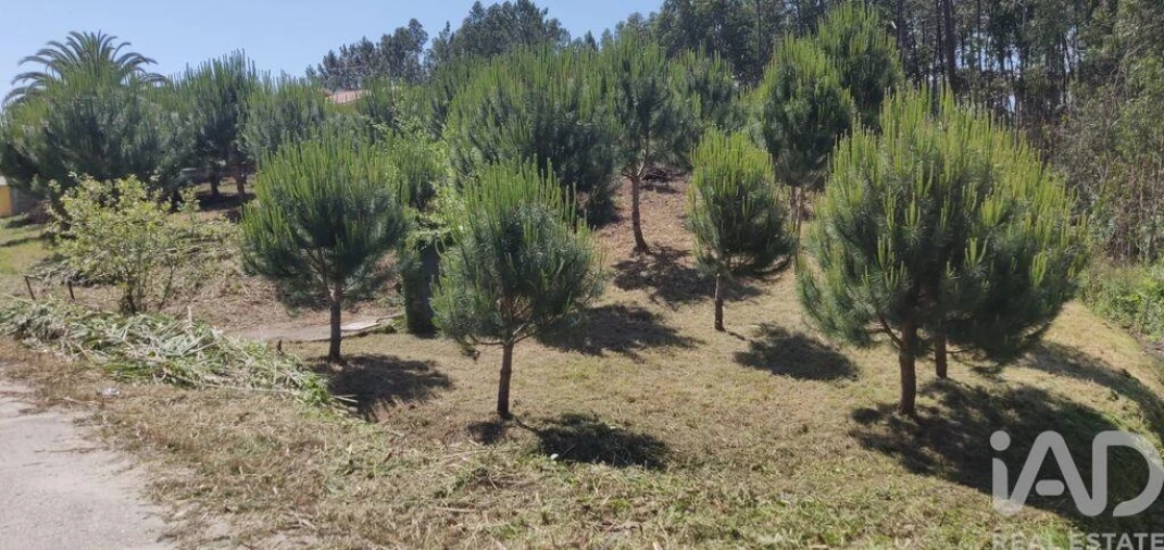 Terreno para Venda em Monte Real e Carvide Foto 3