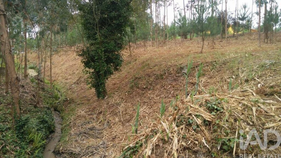 Terreno para Venda em Monte Real e Carvide Foto 8