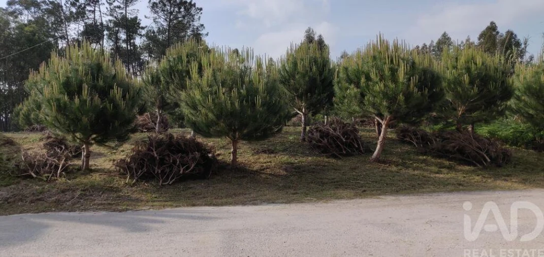 Terreno para Venda em Monte Real e Carvide Foto 6