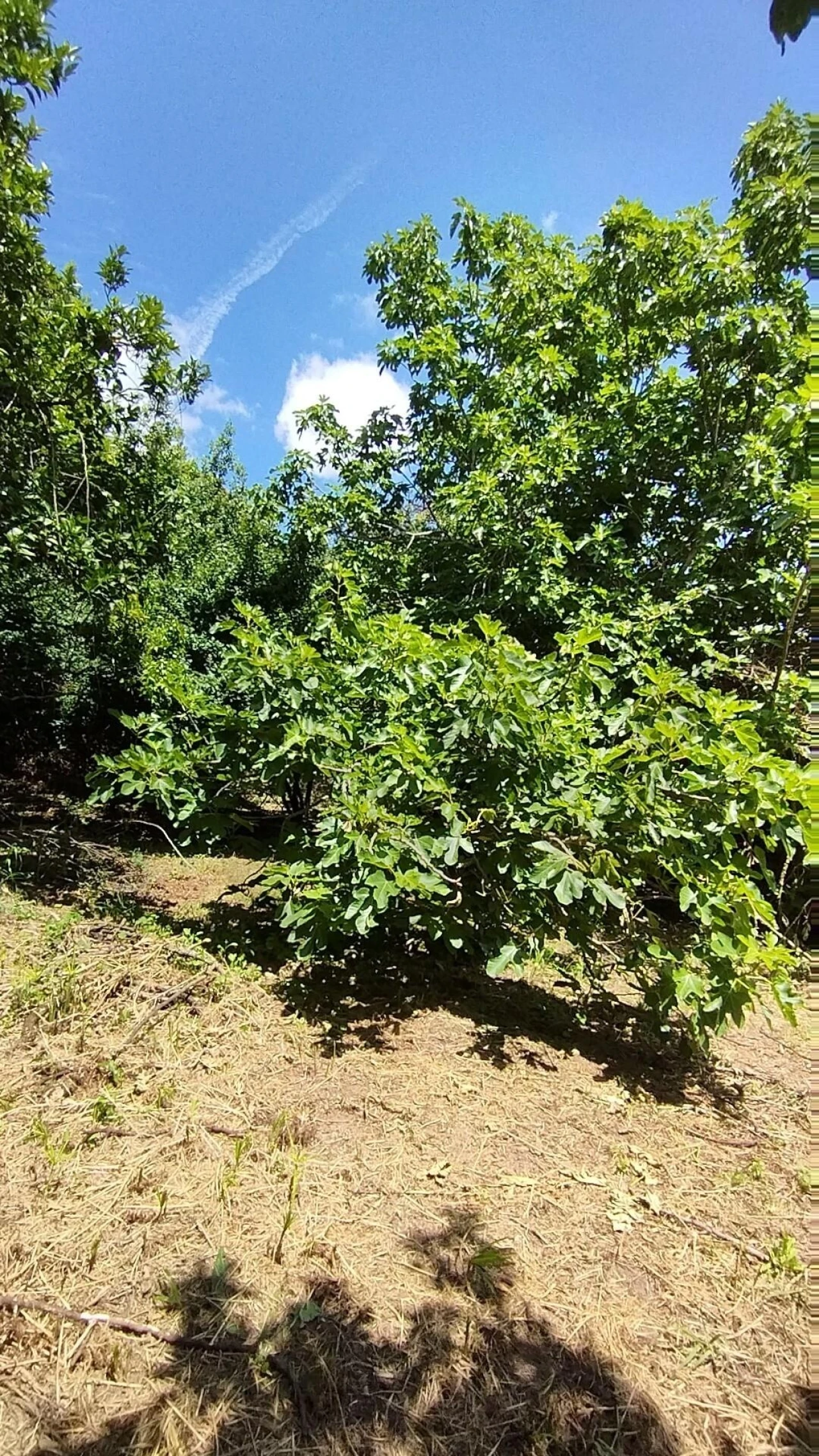 Terreno para Venda em Eiras e São Paulo de Frades Foto 7
