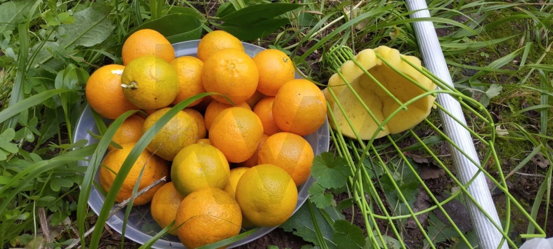 Terreno para Venda em Eiras e São Paulo de Frades Foto 4