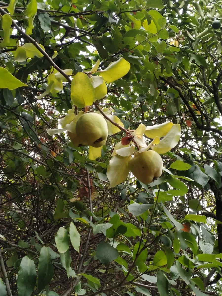 Terreno para Venda em Eiras e São Paulo de Frades Foto 3