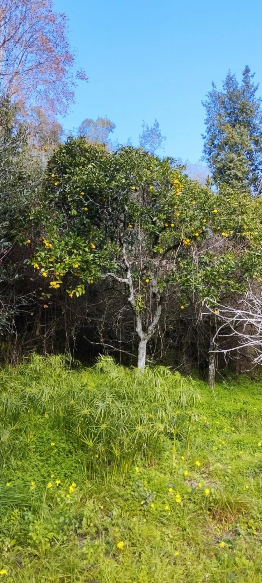 Terreno para Venda em Eiras e São Paulo de Frades Foto 5
