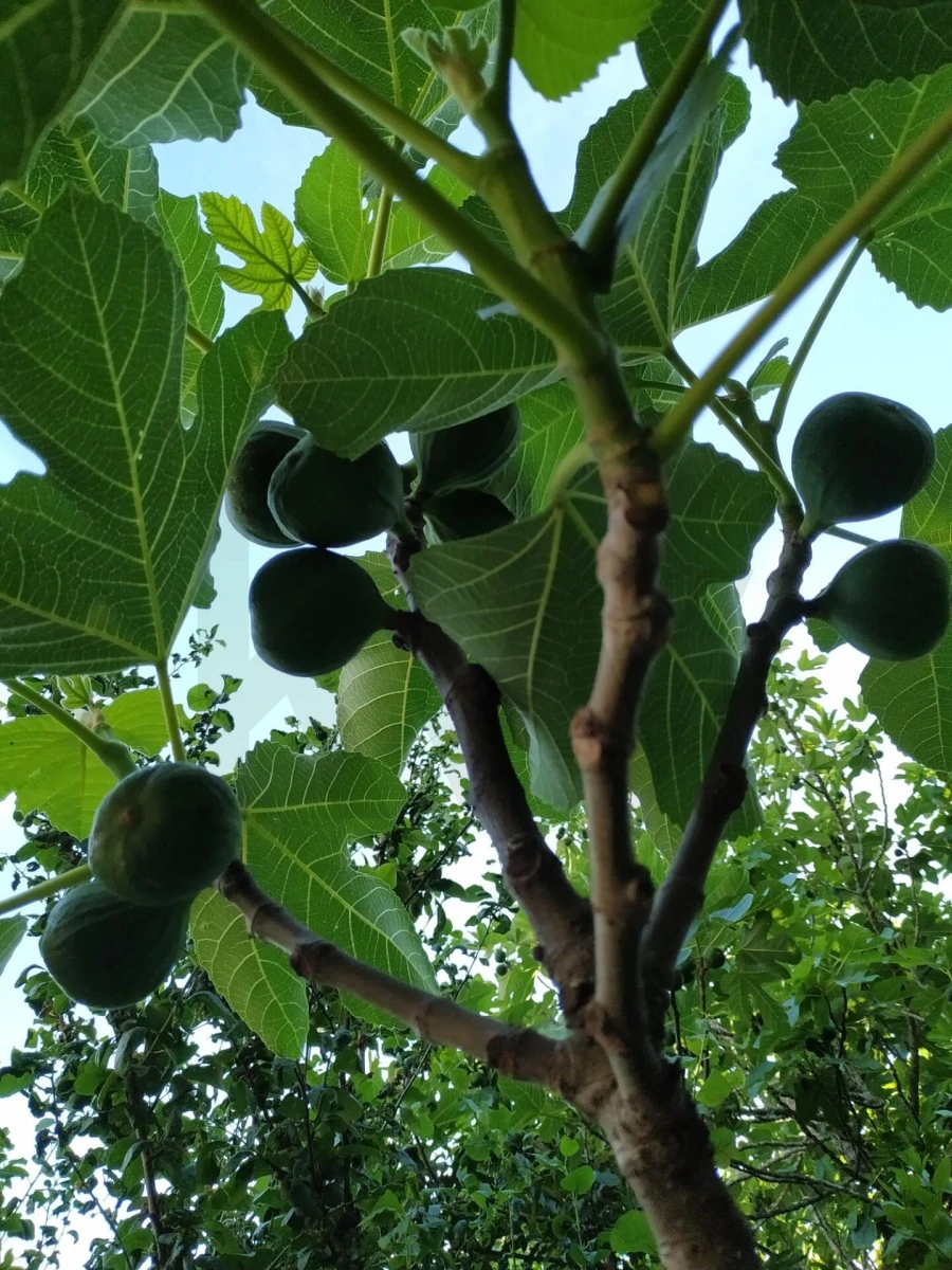 Terreno para Venda em Eiras e São Paulo de Frades Foto 2