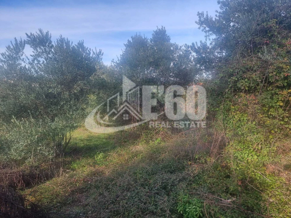 Quinta T6 para Venda em São João de Lourosa Foto 8