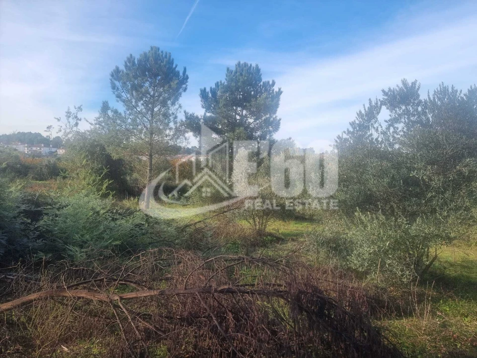 Quinta T6 para Venda em São João de Lourosa Foto 14