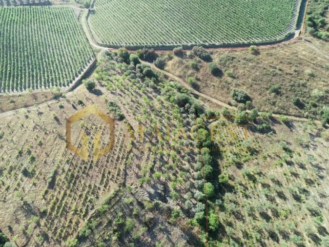 Terreno para Venda em Freixo de Espada a Cinta e Mazouco Foto 8