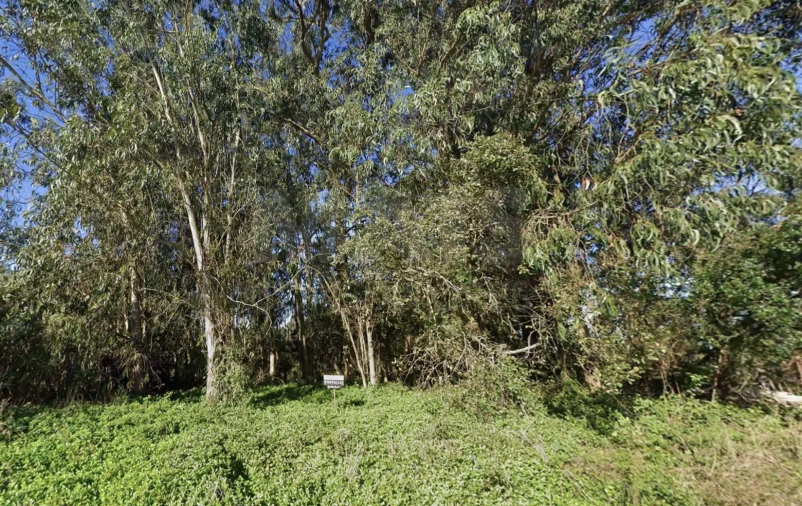 Terreno para Venda em Cela Foto 3