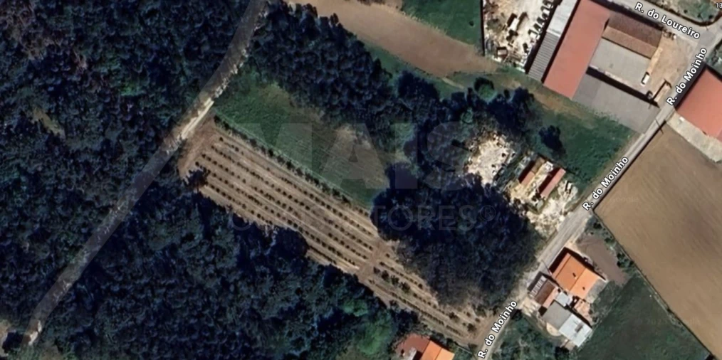 Terreno para Venda em Cela Foto 2