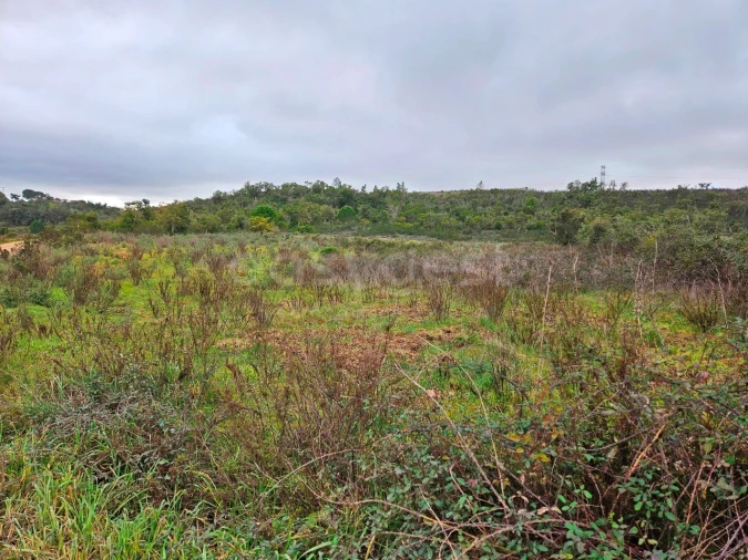 Terreno Agricola ou Rústico para Venda em São Bartolomeu de Messines Foto 4