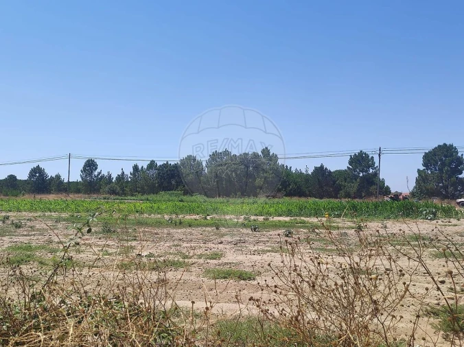 Terreno para Venda em Branca Foto 11