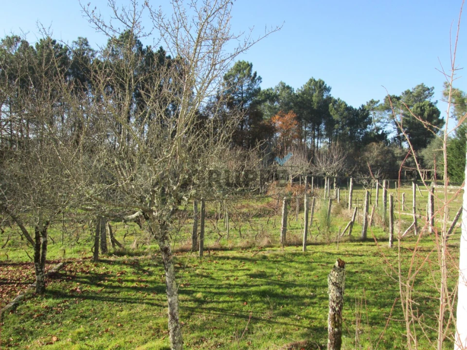 Terreno para Venda em Silva Escura e Dornelas Foto 5