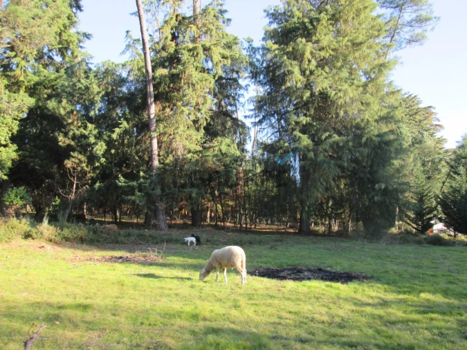Terreno para Venda em Silva Escura e Dornelas Foto 4