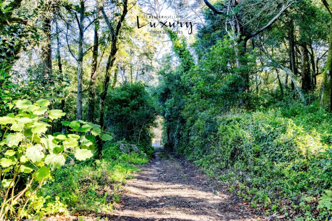 Quinta T13 para Venda em São João das Lampas e Terrugem Foto 12