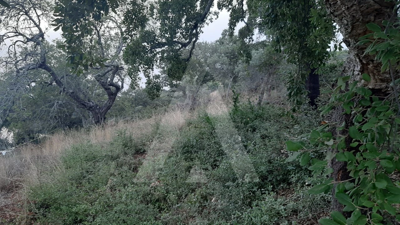 Terreno para Venda em São Brás de Alportel Foto 8