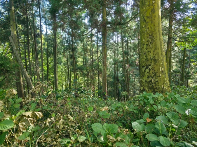 Terreno para Venda em Lomba da Maia Foto 3
