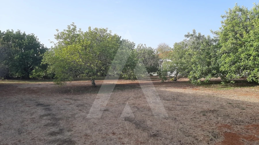 Terreno para Venda em São Brás de Alportel Foto 3