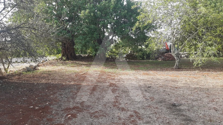 Terreno para Venda em São Brás de Alportel Foto 6