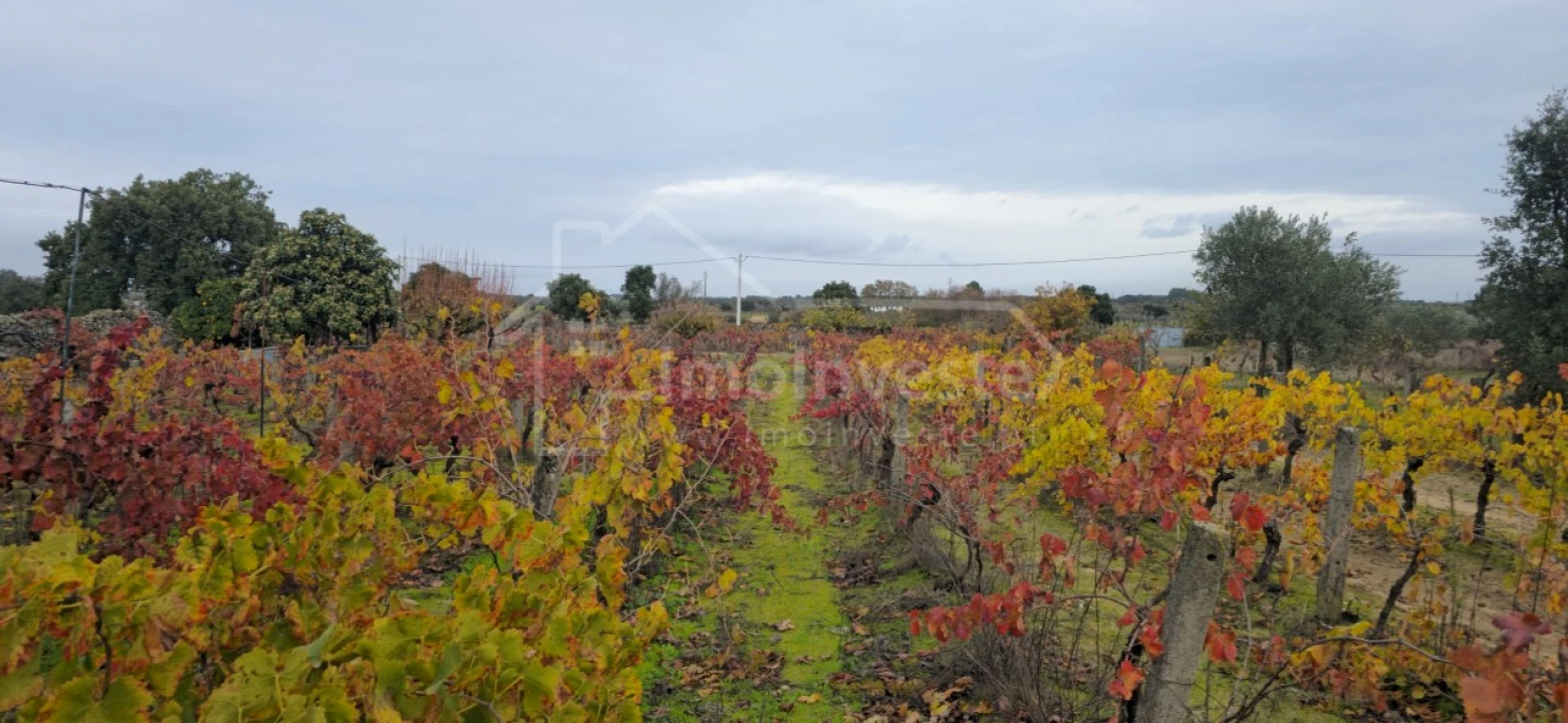 Terreno Agricola ou Rústico para Venda em Alcains Foto 1