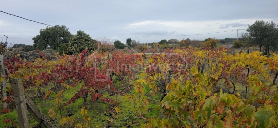 Terreno Agricola ou Rústico para Venda em Alcains Foto 2