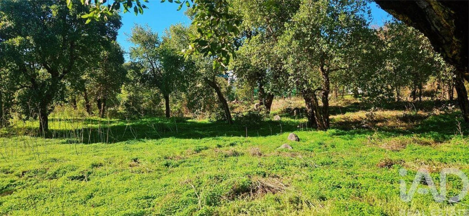 Terreno para Venda em Monchique Foto 14