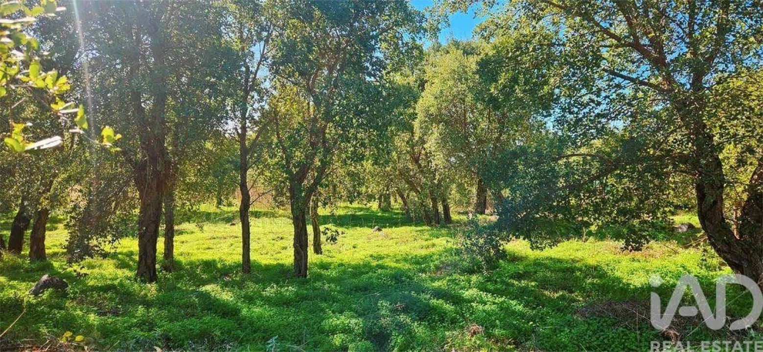 Terreno para Venda em Monchique Foto 5