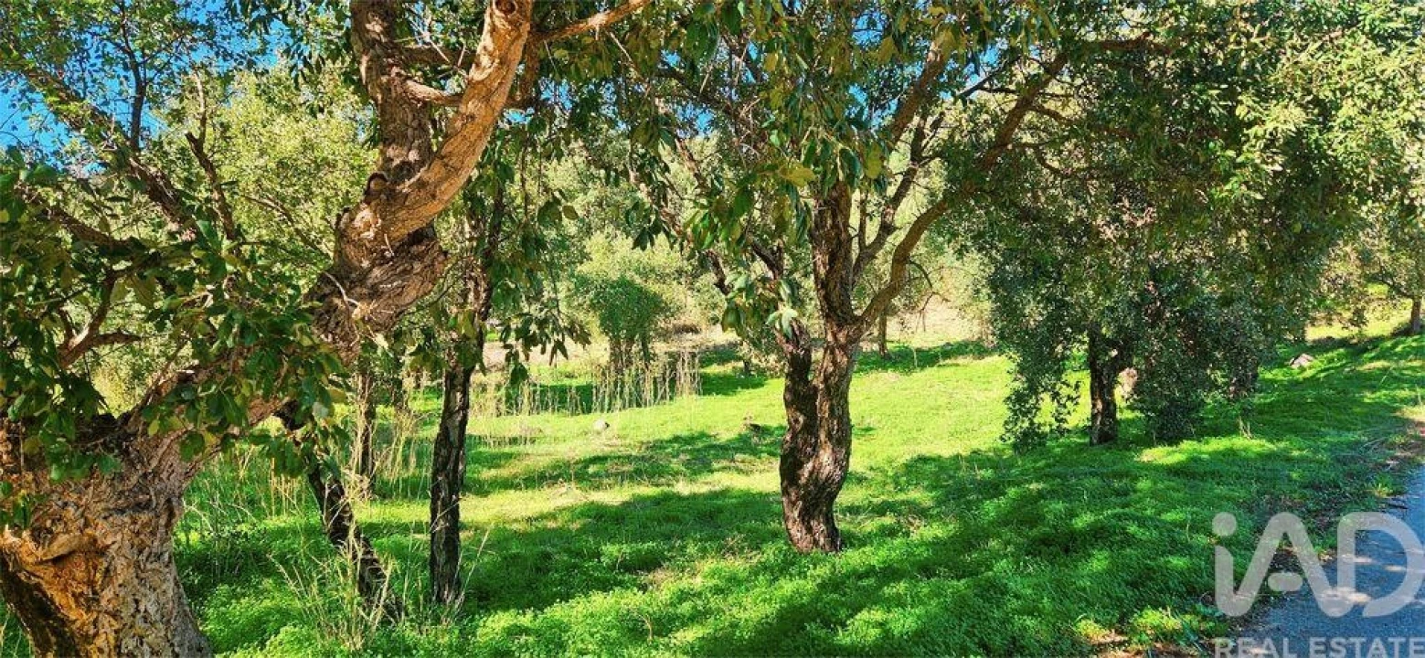 Terreno para Venda em Monchique Foto 2