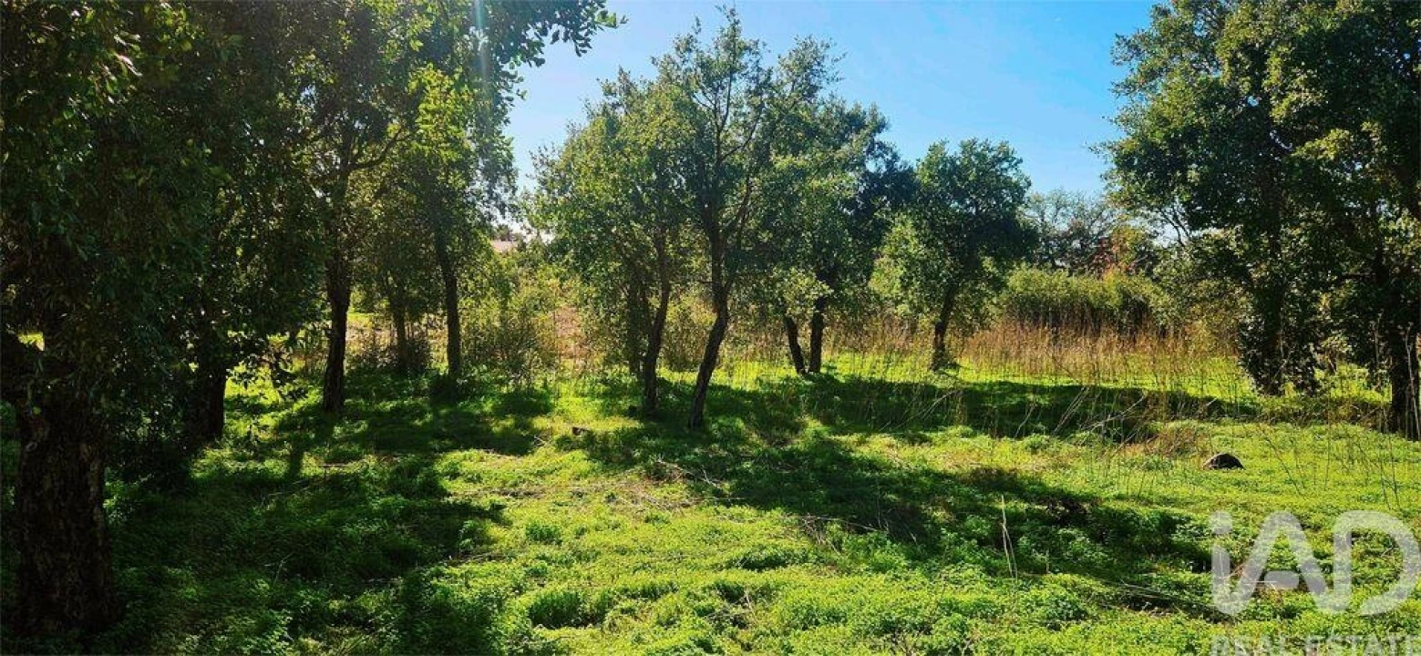 Terreno para Venda em Monchique Foto 15