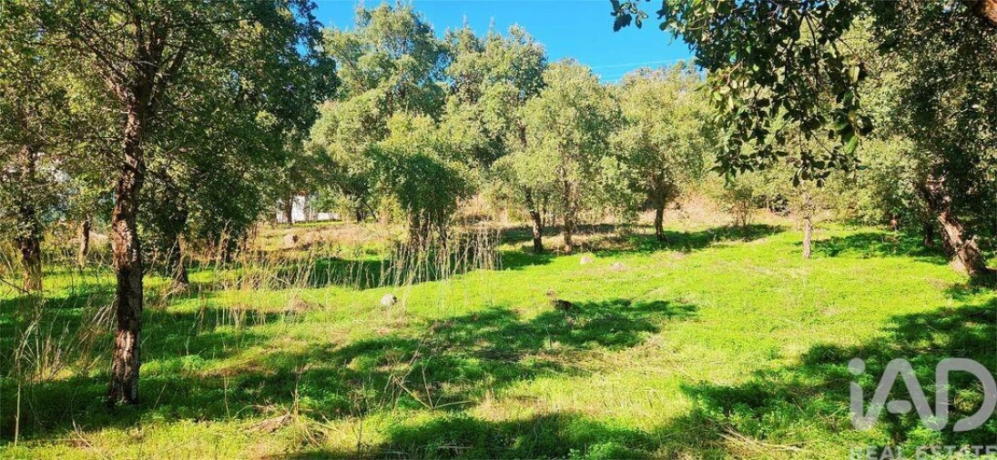 Terreno para Venda em Monchique Foto 10