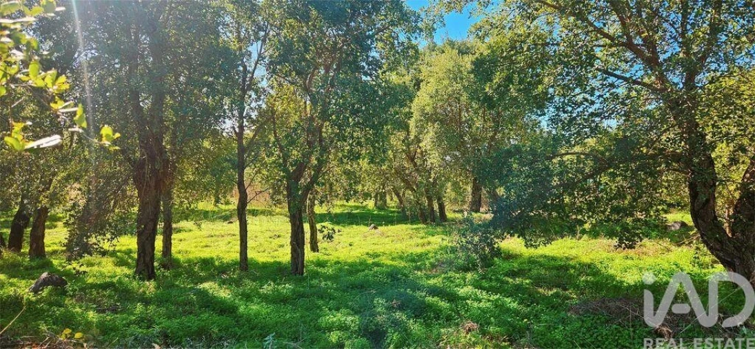 Terreno para Venda em Monchique Foto 5