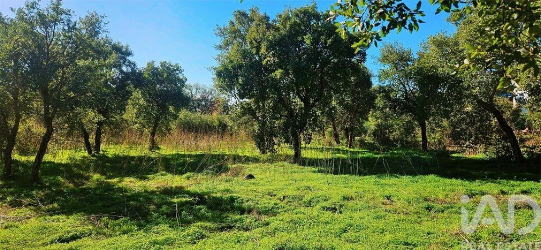 Terreno para Venda em Monchique Foto 13