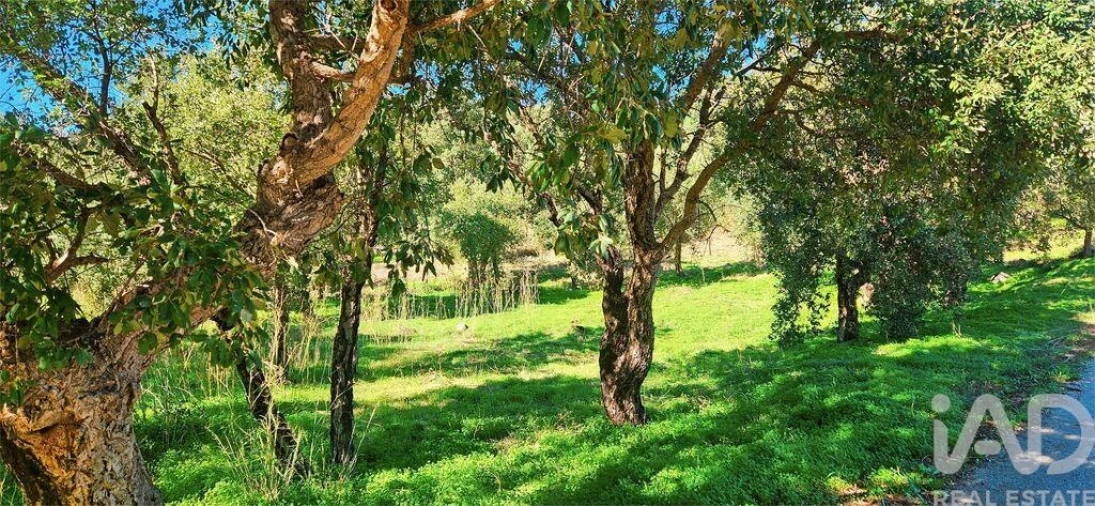 Terreno para Venda em Monchique Foto 2