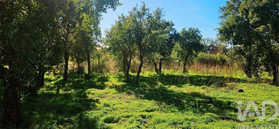 Terreno para Venda em Monchique Foto 15
