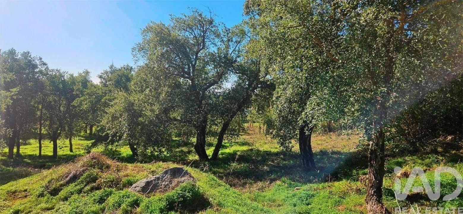 Terreno para Venda em Monchique Foto 4