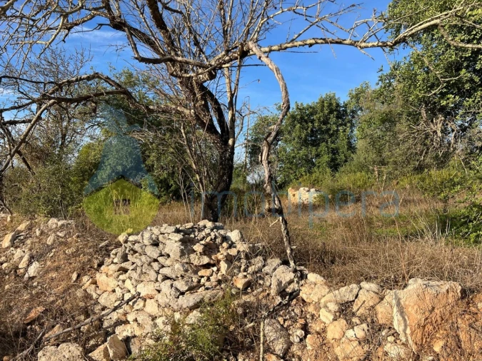 Terreno Agricola ou Rústico para Venda em Paderne