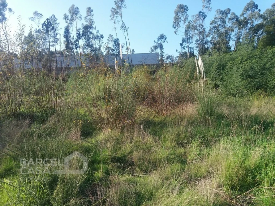 Terreno Comércio / Armazém para Venda em Campo e Tamel (São Pedro Fins) Foto 3