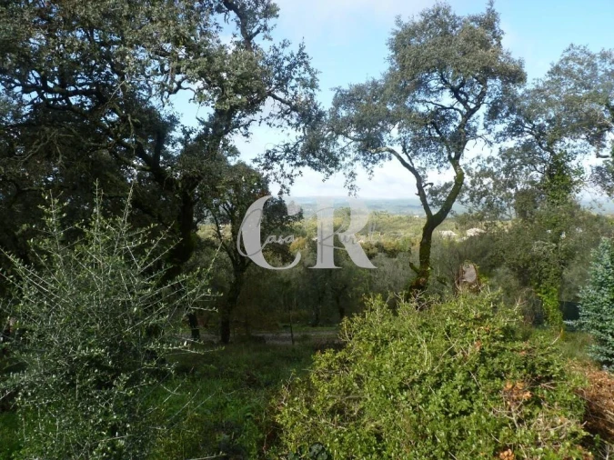 Moradia T1 para Venda em Chão de Couce Foto 33