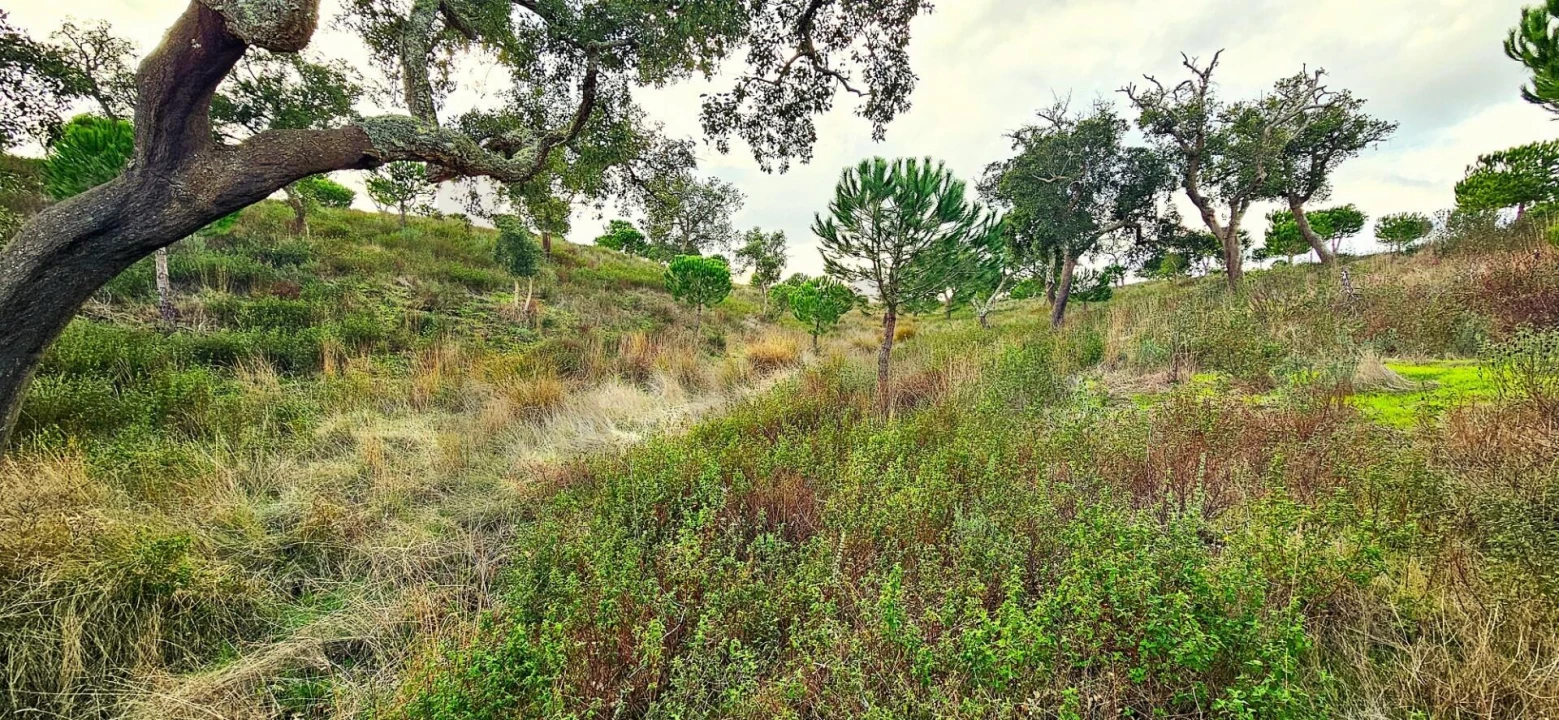 Terreno para Venda em Grândola e Santa Margarida da Serra Foto 12