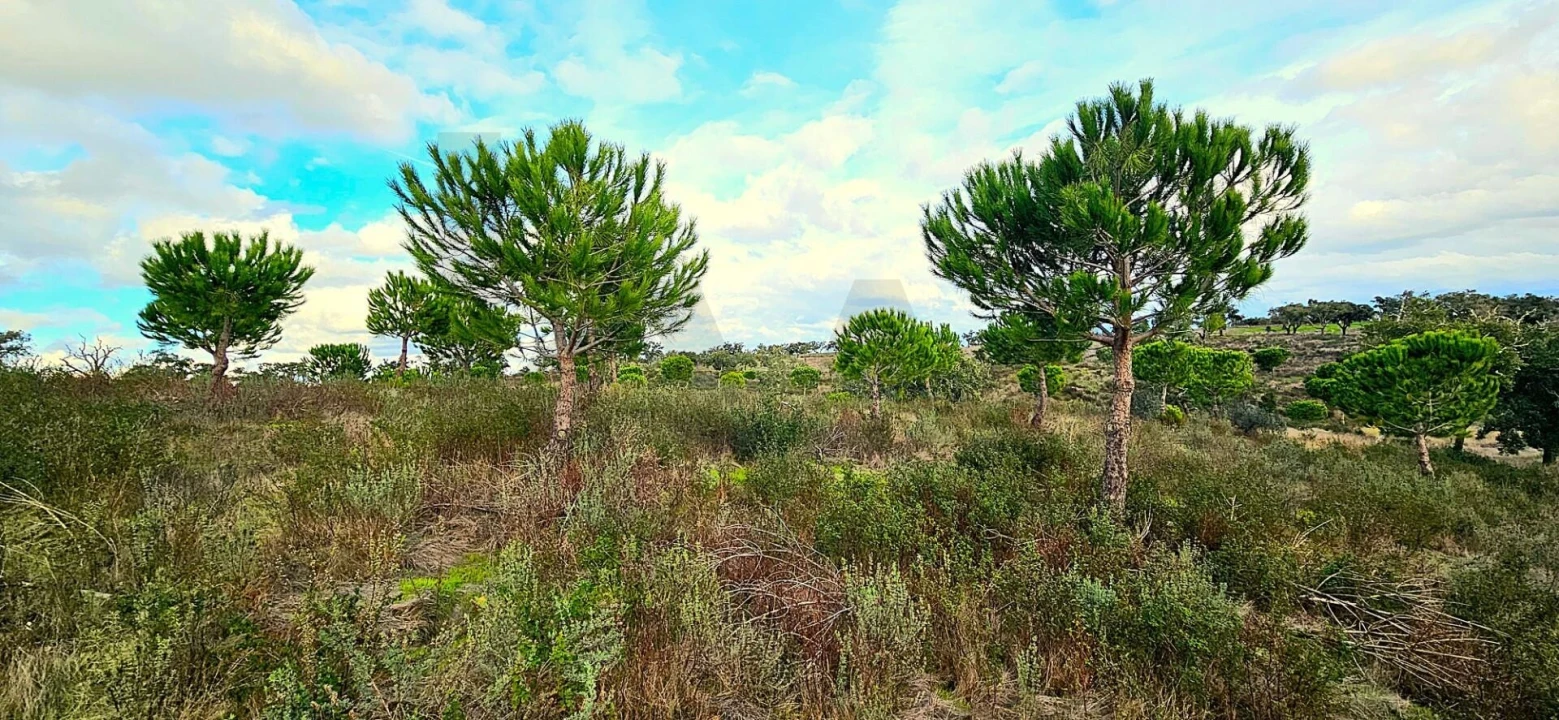 Terreno para Venda em Grândola e Santa Margarida da Serra Foto 10