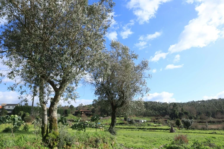 Quinta T4 para Venda em Lagares e Figueira Foto 35