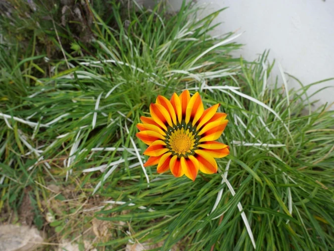 Apartamento T1 para Venda em Guia Foto 31