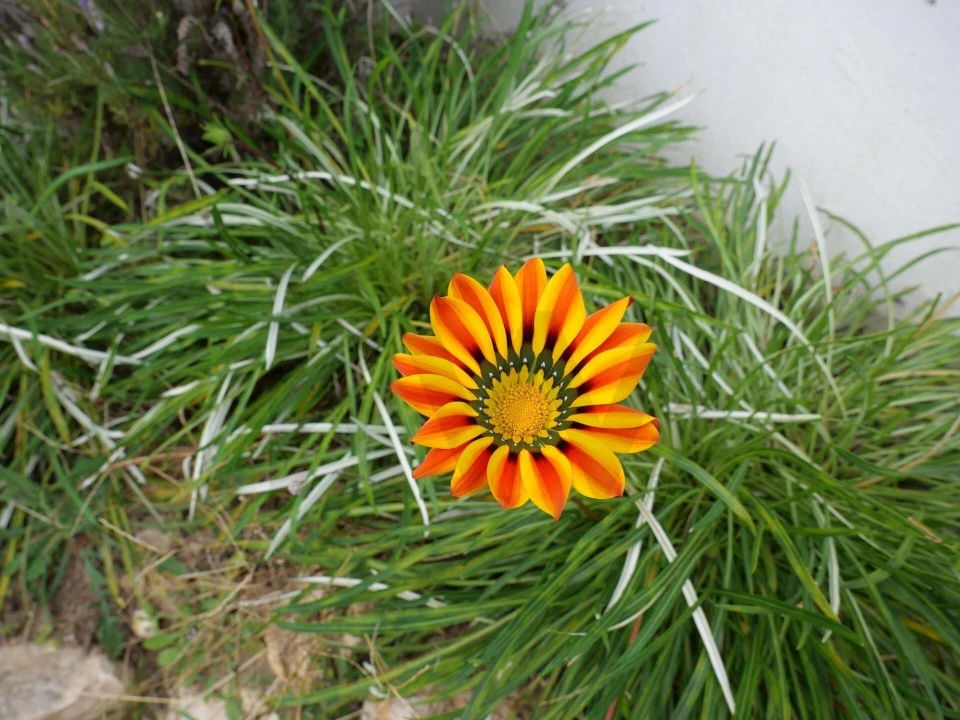 Apartamento T1 para Venda em Guia Foto 31