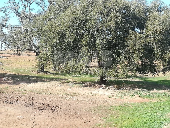Terreno para Venda em Santiago do Cacém, Santa Cruz e São Bartolomeu da Serra Foto 7