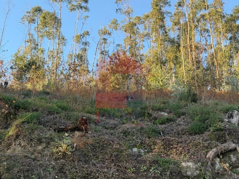 Terreno para Venda em Prado (São Miguel) Foto 5