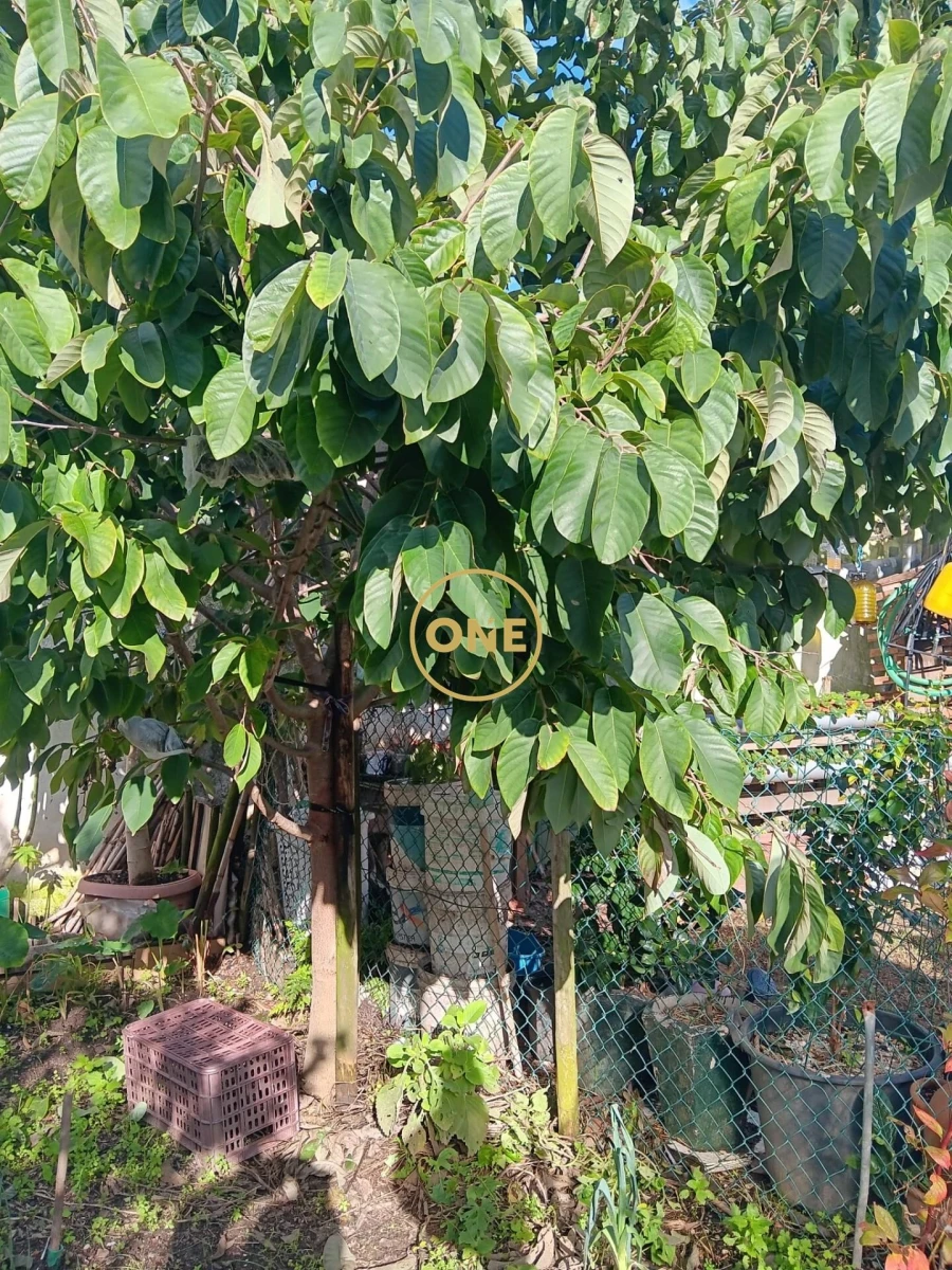 Moradia T3 para Venda em Ventosa Foto 13