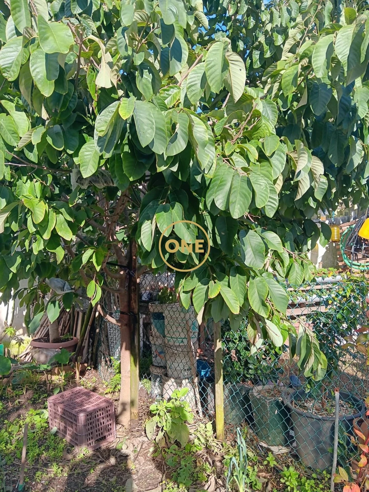 Moradia T3 para Venda em Ventosa Foto 13