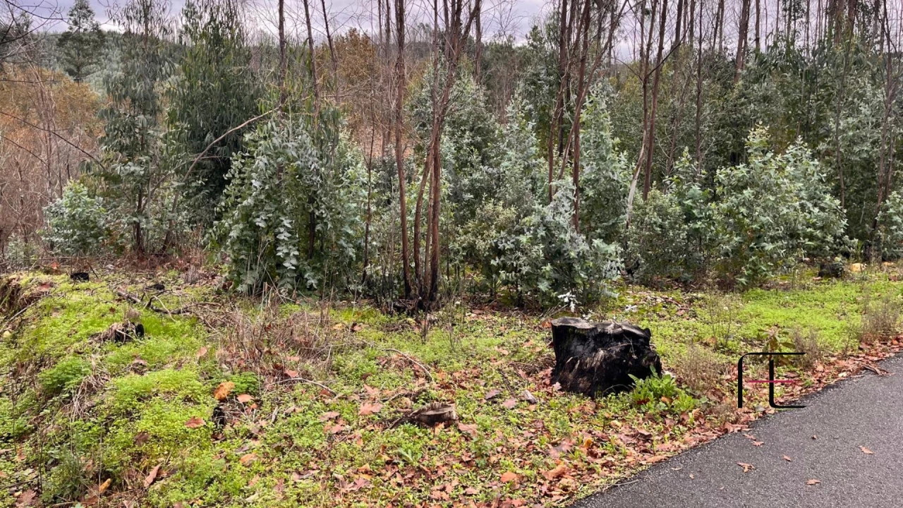 Terreno para Venda em Macinhata do Vouga Foto 4