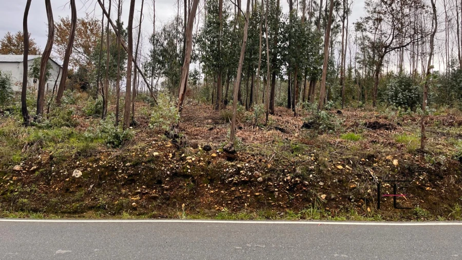 Terreno para Venda em Macinhata do Vouga Foto 1